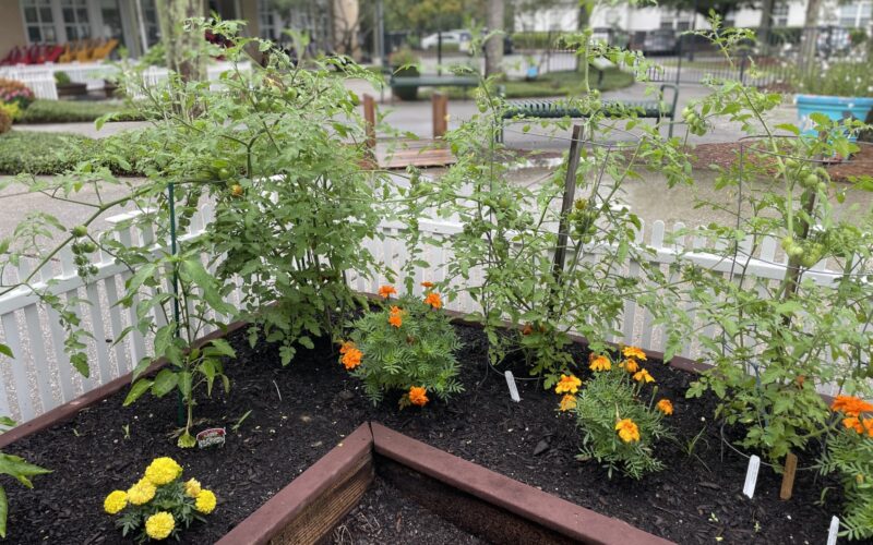garden